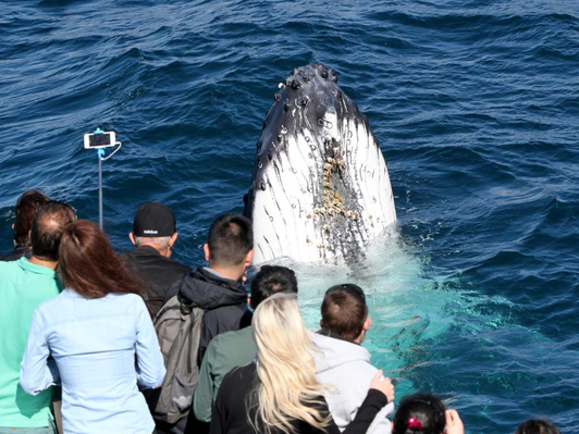 Gold Coast Whale Watching tours