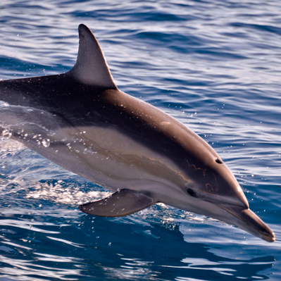 Dolphin Watching Cruise Glenelg