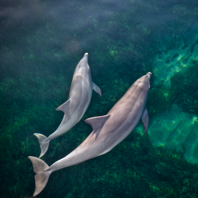 South Australia  Swim with Dolphins