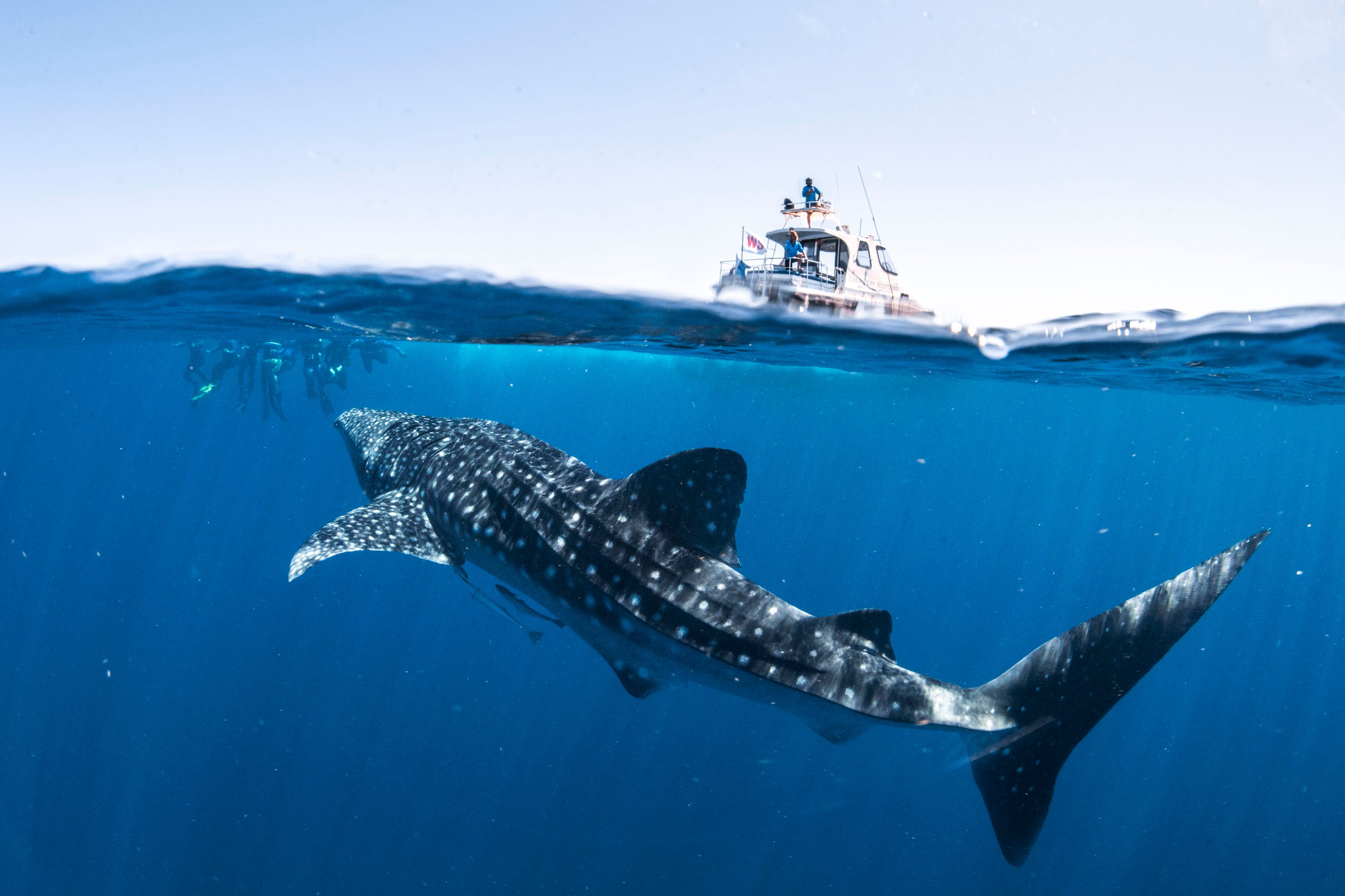 Coral Bay Whale Shark Safari Backpacker Deals