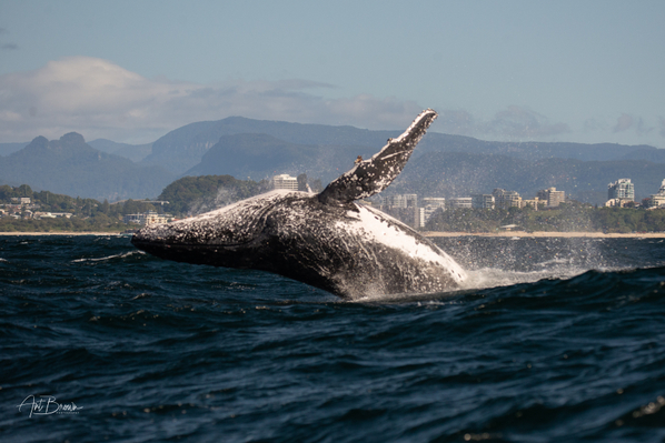 new south wales whale watching tours