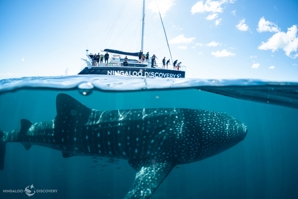 Ningaloo Reef Whale Shark Swim And Snorkel Discount