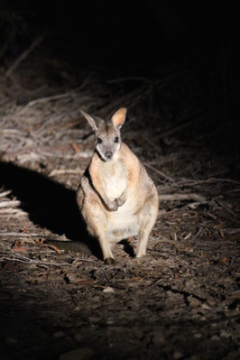 night tours kangaroo island