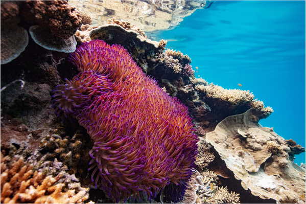 Bundaberg Great Barrier Reef Experience