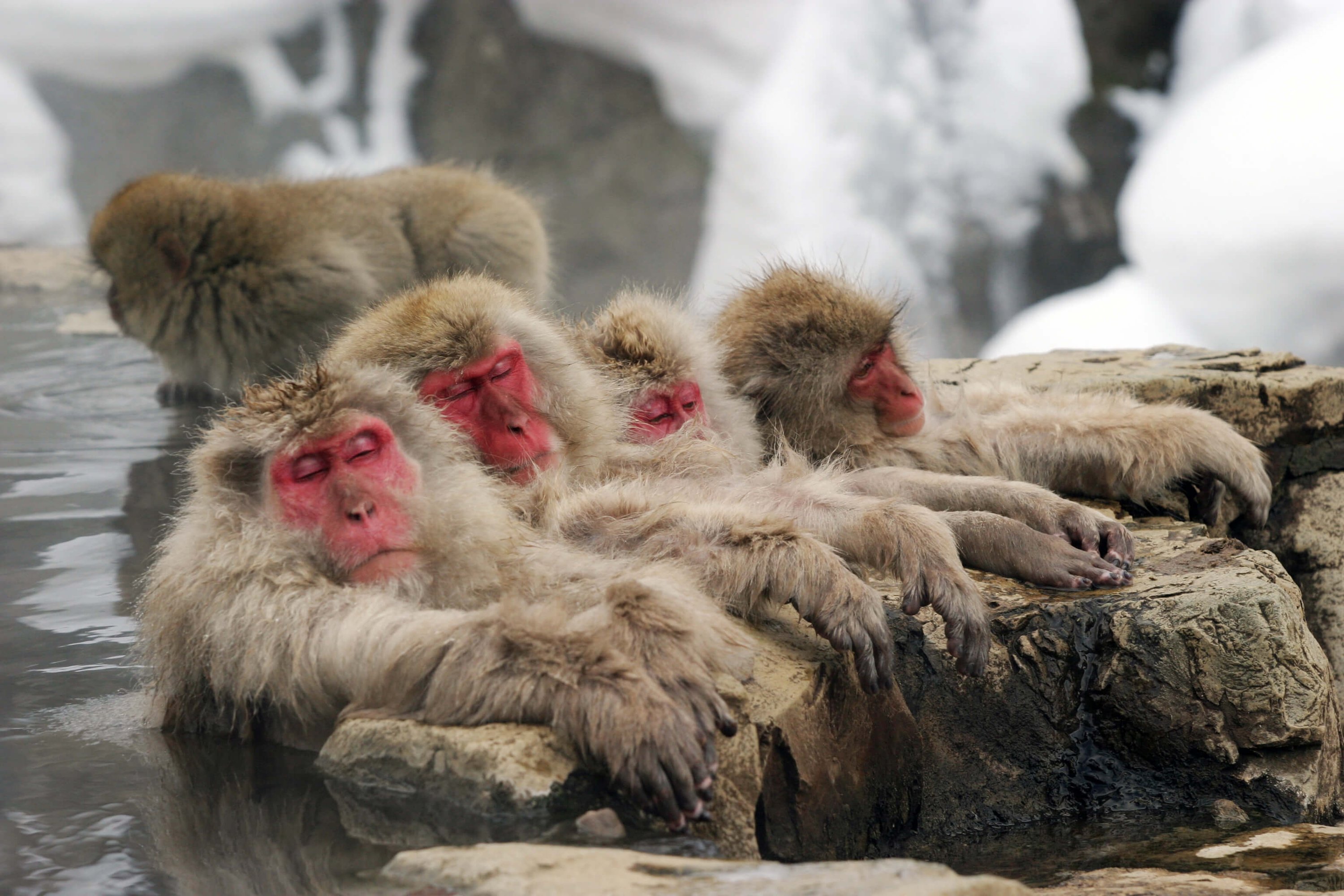 Snow Monkeys, Zenko-ji Temple & Sake 1 Day Tour