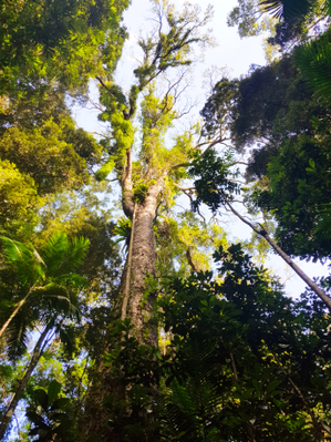 Mary-Cairncross-Rainforest-trek
