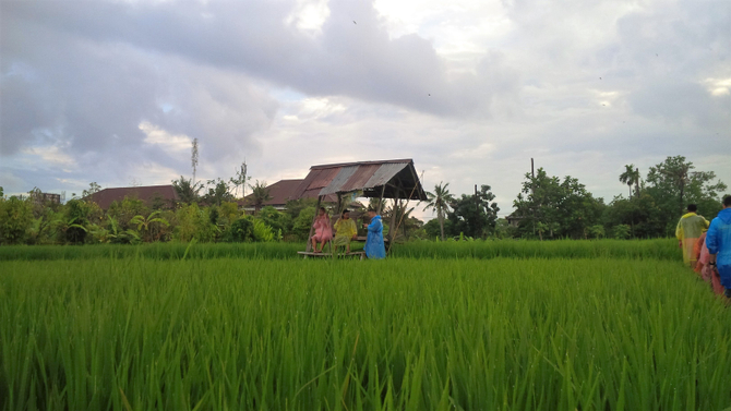 visit rice field