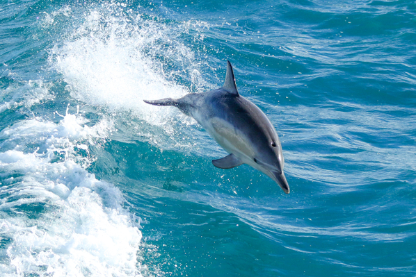 Phillip Island Dolphin & Whale Cruise deals