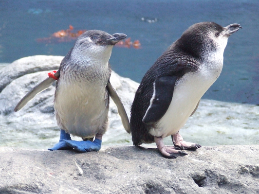 penguin feeding Christchurch new zealand