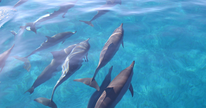 oahu dolphin experience