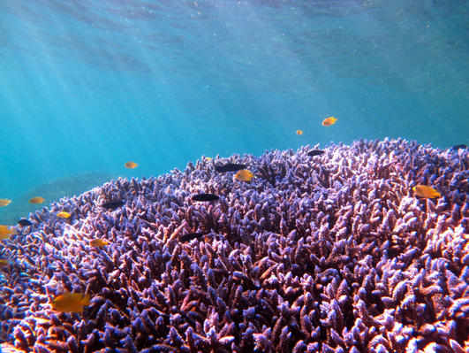 coral-reef-tour-western-australia