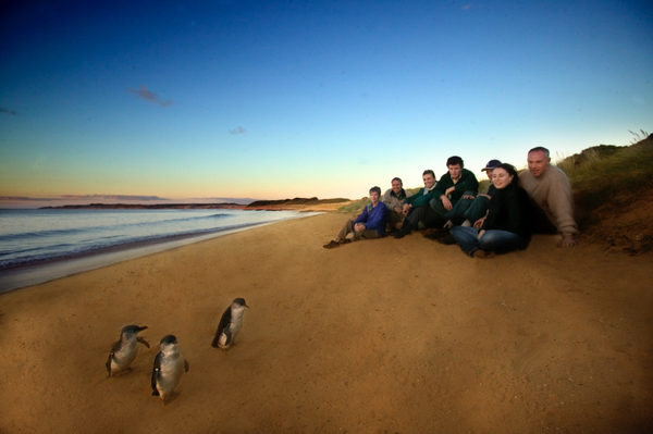 Phillip Island Penguin Parade One Day Tour