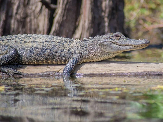 Louisiana swamp photography