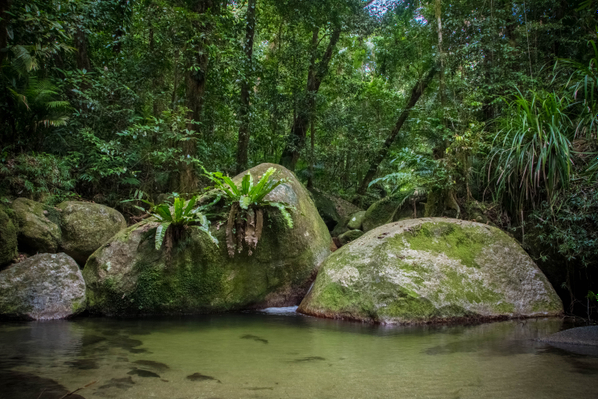 Daintree Afternoon and Nocturnal Tour