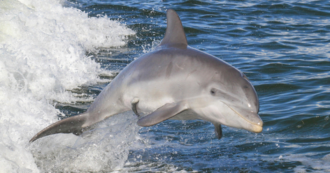 Noosa Dolphin Safari