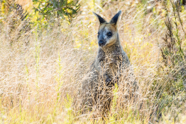 native-Kangaroo-wildlife-park