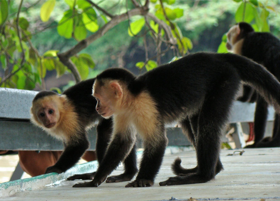 monkeys-costa-rica-wildlife
