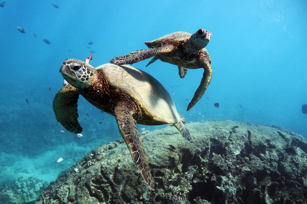 Snorkelling with turtles