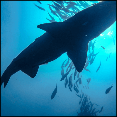 Grey Nurse Shark Reef Double Dive
