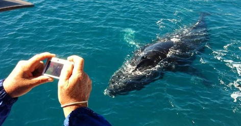 Hervey Bay Ultimate Whale Watch