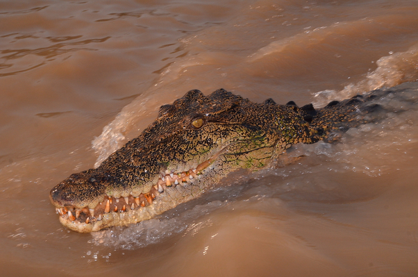 Litchfield Park Jumping Crocodile Cruise & Sunset Experience