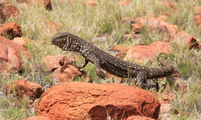 Alice Springs to Uluru tour coupon code