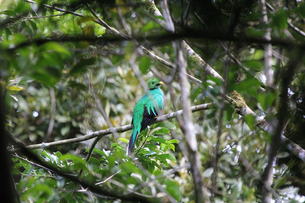 monteverde-cr-bird