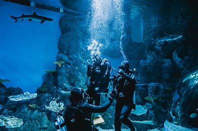Dive With The Sharks at Cairns Aquarium