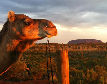 Uluru Sunrise Camel Experience