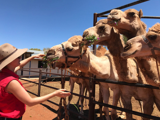 Camel Express Uluru Deals