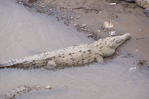 carara-crocodile