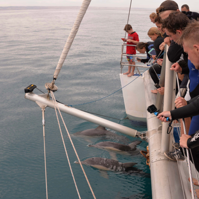 Dolphin Watching Cruise Adelaide