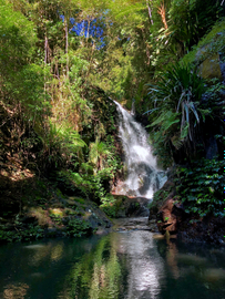 Rainforests of Lamington Wilderness Tour from the Gold Coast