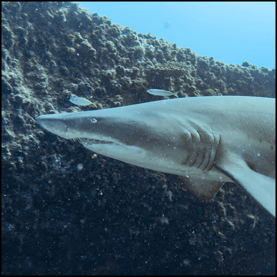 Shark Diving Mooloolaba