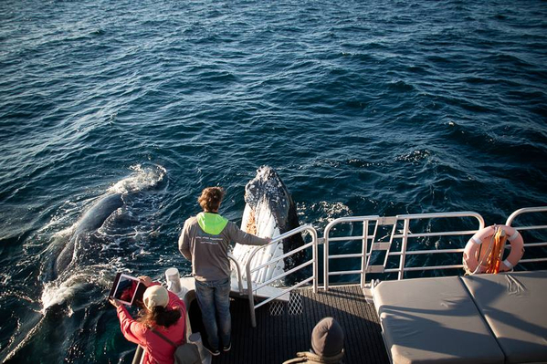 AUGUSTA WHALE WATCHING TOUR