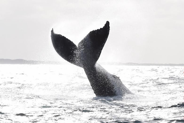 Humpback Whales Western Australia