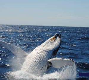 Whale Watching Brekkie/BBQ Lunch Cruise from Sydney
