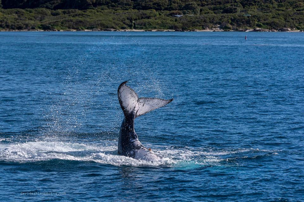 Busselton whale watching cruise deals