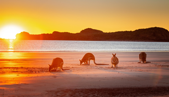 Kangaroos on the Beach at Sunrise & Wildlife Tour