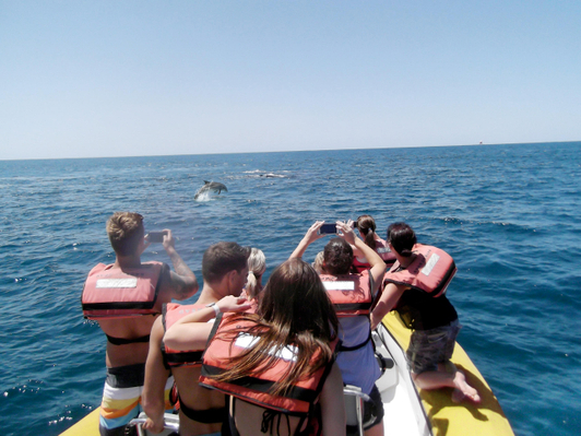 noosa dolphin safari