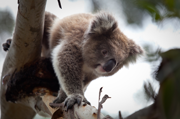 koala-tour from Melbourne