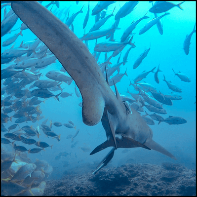 Grey Nurse Shark Reef Double Dive Coupon