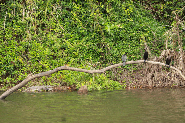 kuranda riverboat rainforest walk