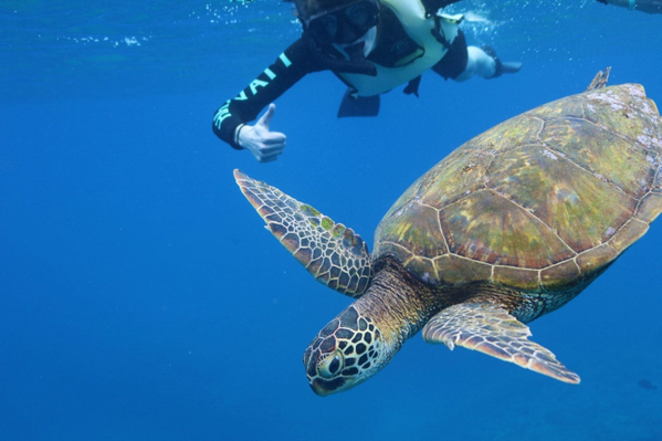 Snorkelling with green turtles