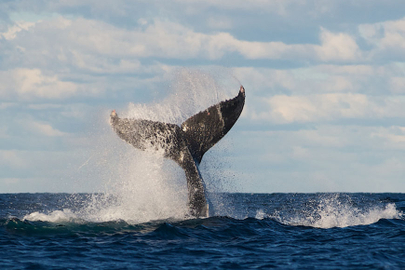 Taronga Zoo & Whale Watching Cruise Sydney