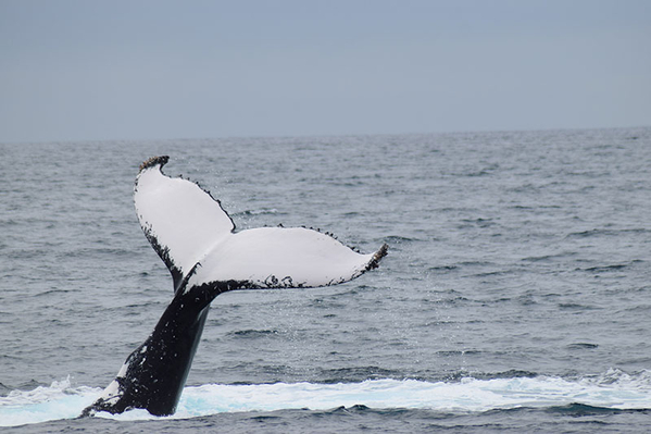 Dunsborough Whale Watching Deals