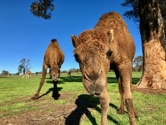 Camel Dairy Farm.jpeg