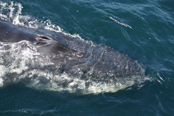 jervis bay whale watching