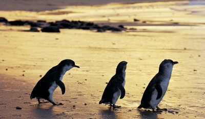 Phillip Island Penguin Parade & Wildlife Park Discount