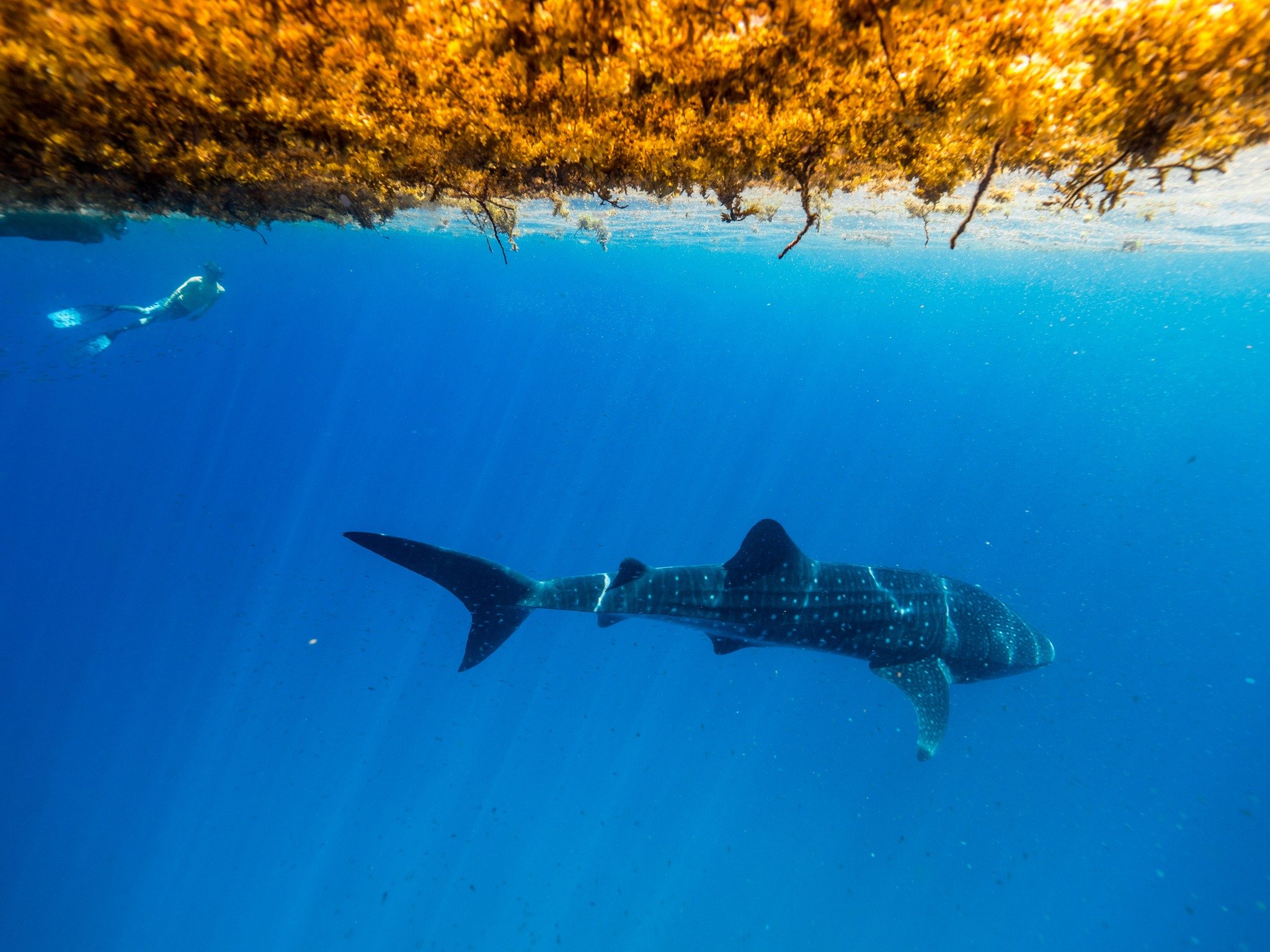 Deluxe Whale Shark Swim Tour Departing Exmouth Backpacker Deals